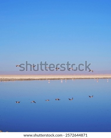 Similar – Foto Bild Flamingos überfliegen den Salar de Atacama