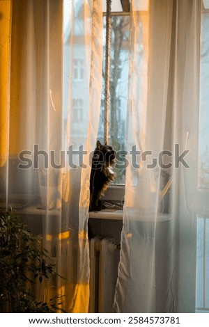 Similar – Image, Stock Photo Sunset behind the curtain in the caravan