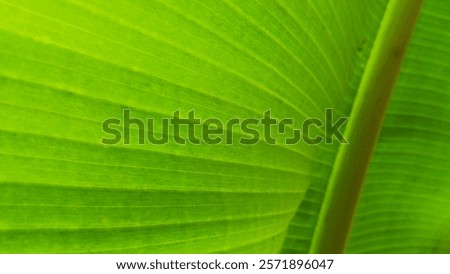 Similar – Image, Stock Photo A leaf, you can see the fine structures