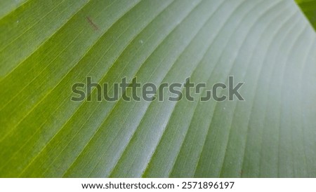 Similar – Image, Stock Photo A leaf, you can see the fine structures