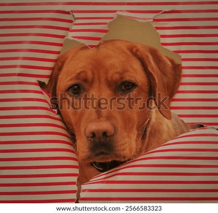Similar – Image, Stock Photo Cute dogs looking through window