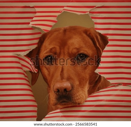 Similar – Image, Stock Photo Cute dogs looking through window