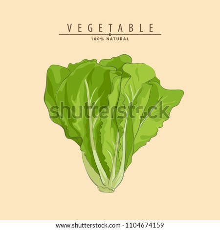 Vector illustration fresh green lettuce on light background