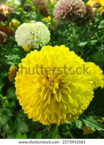 Similar – Image, Stock Photo Eine Wiese mit blühenden Kamillenblüten im Sonnenlicht.Der Fokus liegt auf einer einzelnen Blüte innerhalb der Wiese.