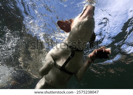 Similar – Image, Stock Photo underwater view of dog in the pool, fun and lifestyle at summer