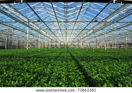 The rows of young plants growing in the greenhouse