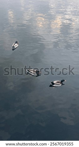 Similar – Image, Stock Photo Mallard duck floating in river water