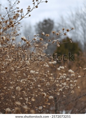 Similar – Foto Bild Natur setzt sich durch