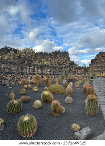 Similar – Image, Stock Photo Large cacti in a greenhouse under a glass roof