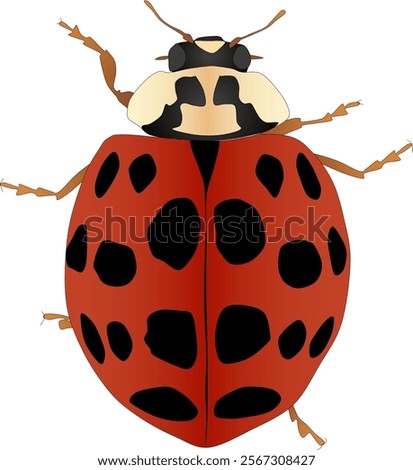 Illustration of an Asian lady beetle (Harmonia axyridis) with transparent background.