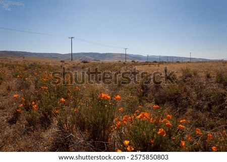 Similar – Image, Stock Photo Glowing poppies in the evening light.