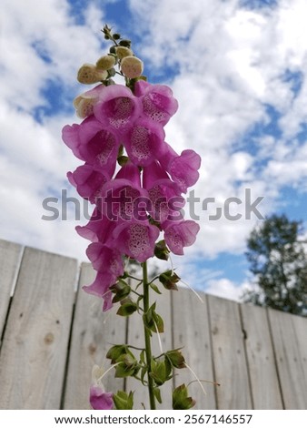 Similar – Foto Bild Rosafarbene Glockenblüte vor hellblauem Hintergrund mit Wassertropfen