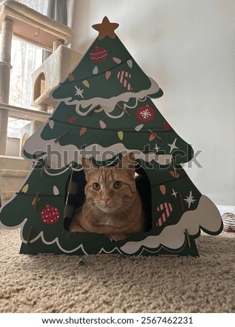 Similar – Image, Stock Photo cat inside a christmas gift box with lights