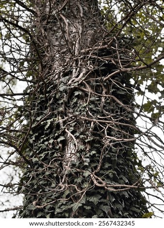 Similar – Foto Bild Efeu rankt an einer Mauer um eine freie Stelle empor