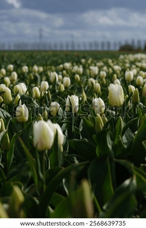 Similar – Foto Bild Weiße Tulpen auf rotem Hintergrund