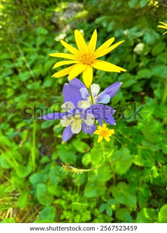 Similar – Foto Bild Gänseblümchen | dicht an dicht | weiß-gelb-grün | die Welt ist bunt, die Welt ist schön.