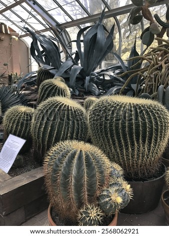 Similar – Image, Stock Photo Large cacti in a greenhouse under a glass roof