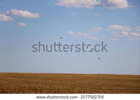 Similar – Foto Bild Weizenfeld gegen blaue Wolken