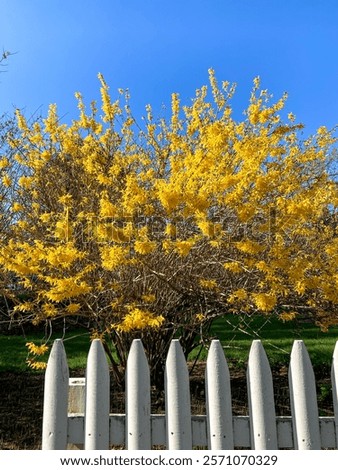 Similar – Image, Stock Photo Beautiful yellow Forsythia blooming at blue sky background. Springtime day. Spring nature. Outdoor