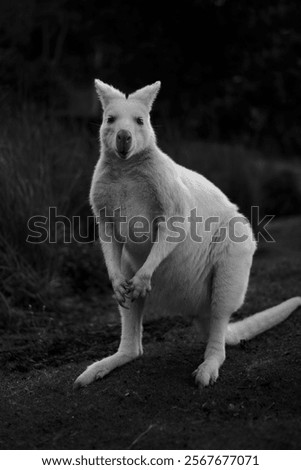 Similar – Image, Stock Photo Albino wallaby albino cute