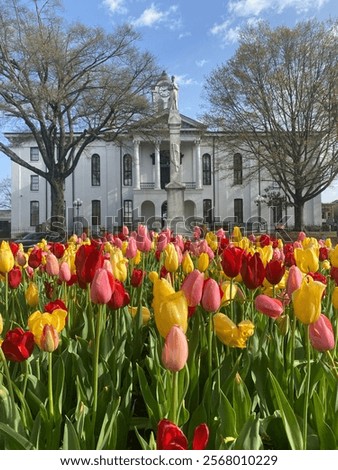 Similar – Foto Bild schöne Tulpen vor hellem Hintergrund als Geschenk zum Muttertag