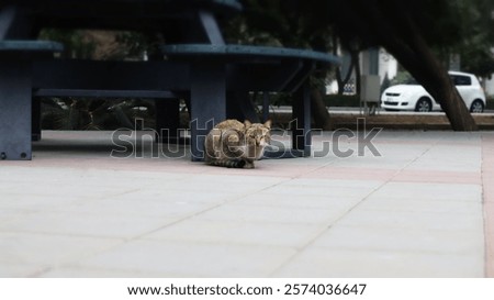 Similar – Image, Stock Photo When even cats no longer take the most direct route.