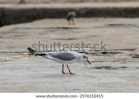 Similar – Image, Stock Photo Seagull in focus