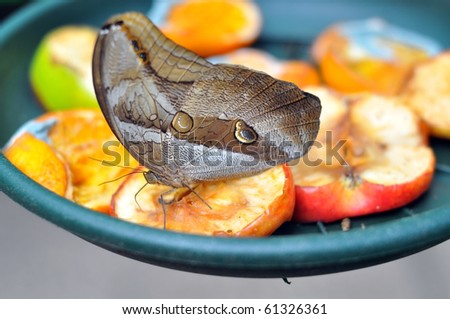 Butterfly on rotten fruit