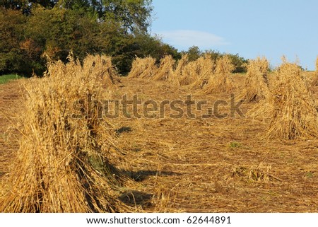 Hay stooks, old fashioned way of harvesting crops