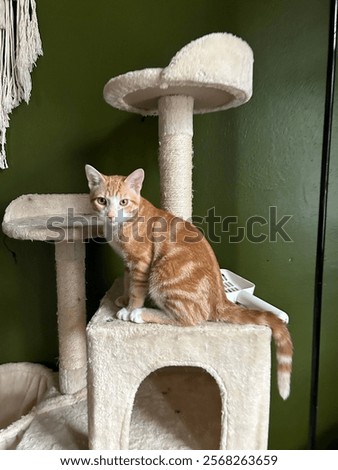 Similar – Image, Stock Photo Striped fluffy cat with green eyes basking in sun