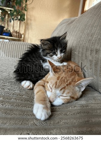 Similar – Image, Stock Photo Striped fluffy cat with green eyes basking in sun