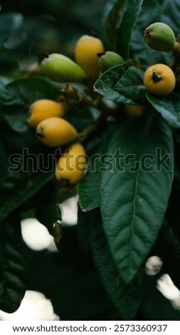 Similar – Image, Stock Photo Loquat tree with ripe fruits against blue sky