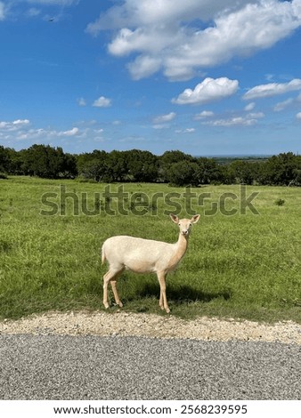 Similar – Image, Stock Photo Albino Deer Forest Nature