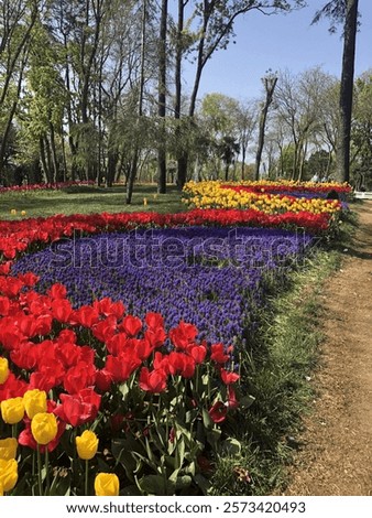 Similar – Image, Stock Photo Garden with countless red and yellow tulips and flowers