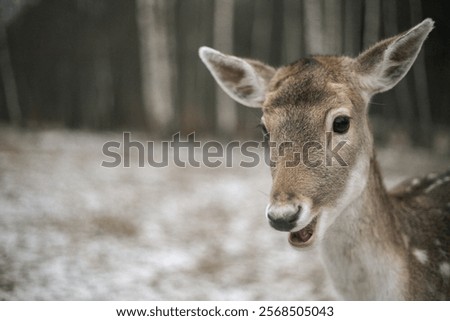 Similar – Foto Bild Damhirsch blickt in die Kamera. Nahaufnahme