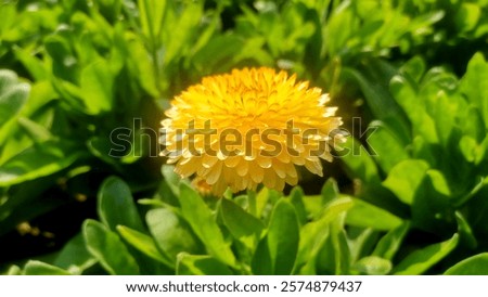 Similar – Image, Stock Photo Bright yellow calendula in front of bright blue