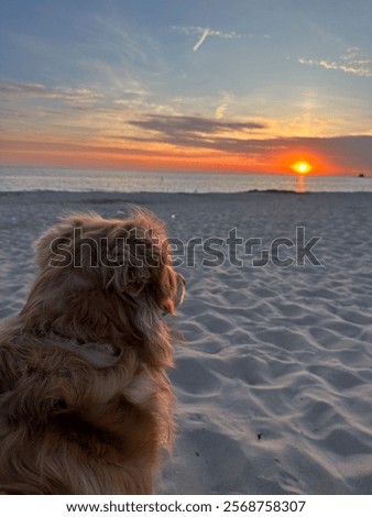 Similar – Foto Bild Hund beobachtet Sonnenuntergang auf dem Land