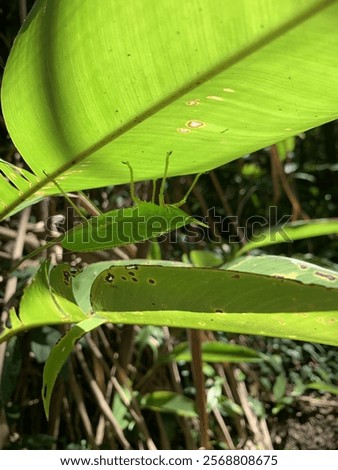 Similar – Foto Bild Katydiden-Insektenstangen in Blüte in Nahaufnahme mit lebhafter Farbe