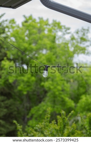 Image, Stock Photo Wild connected light bulb with cable net in a socket in front of a palm tree