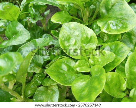 Similar – Image, Stock Photo photo of basil growing in a pot near a window