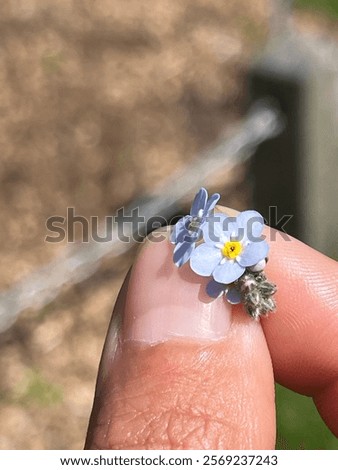 Image, Stock Photo Flowers of broadleaf forget-me-not (Myosotis latifolia). Integral Natural Reserve of Mencáfete. Frontera. El Hierro. Canary Islands. Spain.