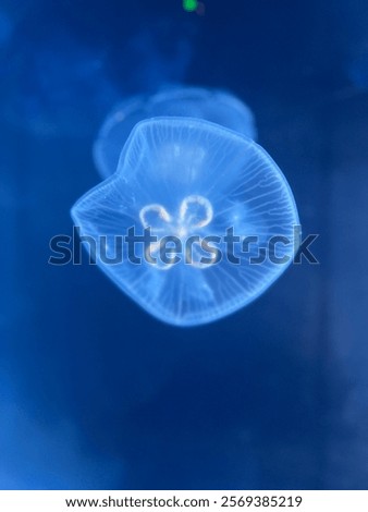 Similar – Image, Stock Photo contrasts | soft sea creature on hard concrete| sepia