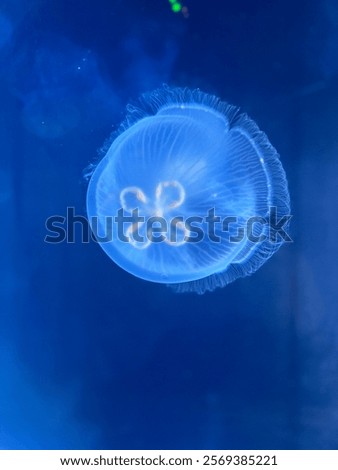 Similar – Image, Stock Photo contrasts | soft sea creature on hard concrete| sepia