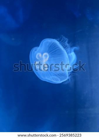 Similar – Image, Stock Photo contrasts | soft sea creature on hard concrete| sepia