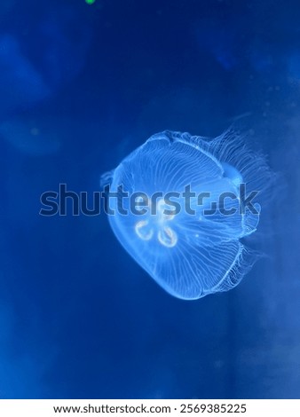 Similar – Image, Stock Photo contrasts | soft sea creature on hard concrete| sepia