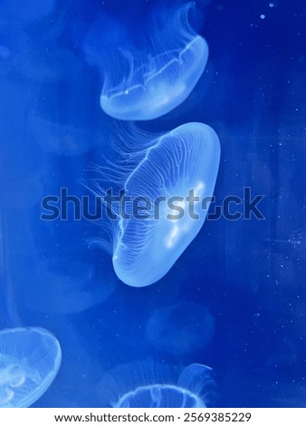 Similar – Image, Stock Photo contrasts | soft sea creature on hard concrete| sepia