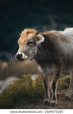 Image, Stock Photo The next one will come for sure