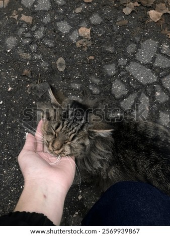 Similar – Image, Stock Photo The cat came to visit the garden: black and white shot of a terrace from above in winter with a small pond, bird house, bench, chairs, table and animal tracks in the snow