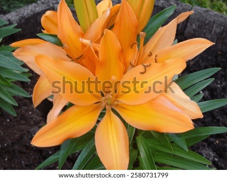 Similar – Image, Stock Photo Orange Lily stamens close up with selective focus