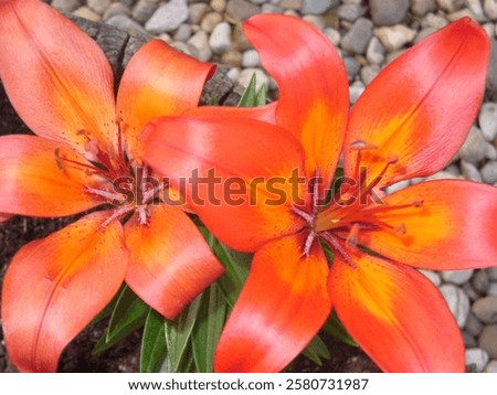 Similar – Image, Stock Photo Orange Lily stamens close up with selective focus